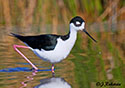 Himantopus mexicanus